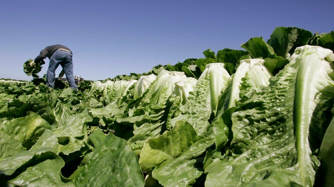 lettuce poison.jpg